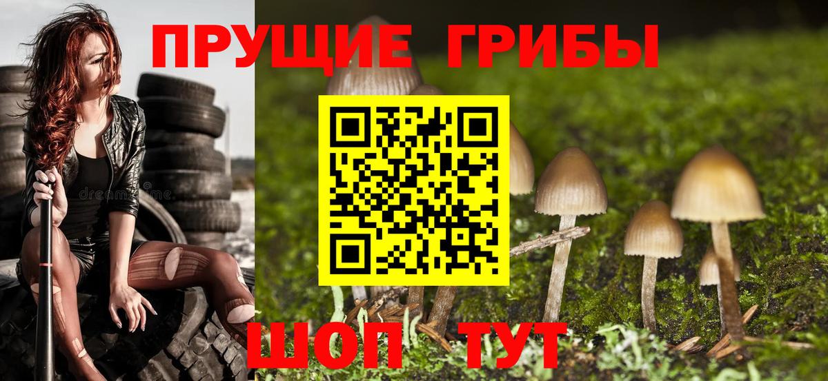 Галлюциногенные грибы Psilocybine cubensis Ярославль